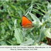 lycaena virgaureae daghestan machokh male 1